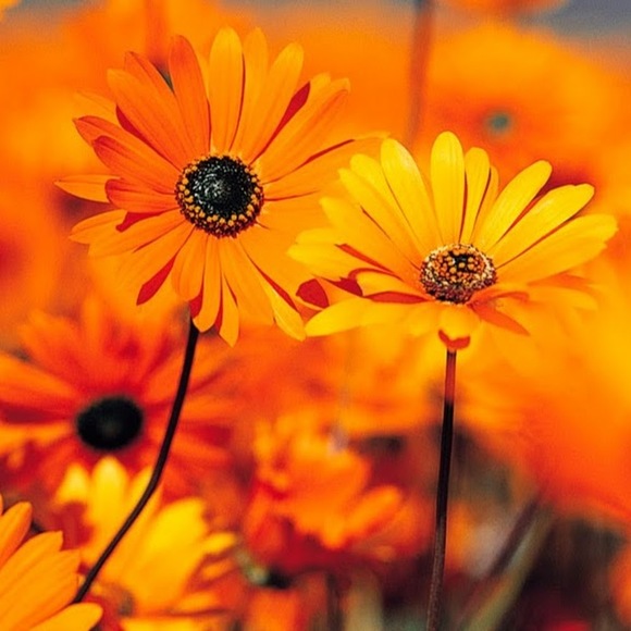 Meet your Posher, G - Picture 1 of 1